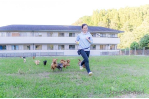 成約済の千葉県のトイプードル-226436の5枚目